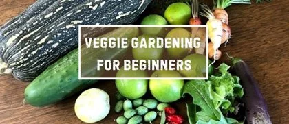 Veggie Gardening for Beginners