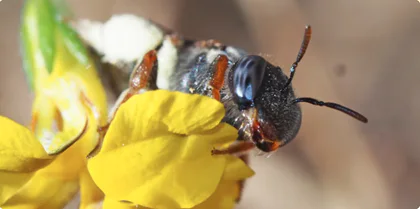 The Wonderful World of Native Bees with Dr Kit Prendergast