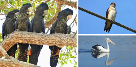 Bird-watching in Bayswater: Bird ID, eBird & Citizen Science