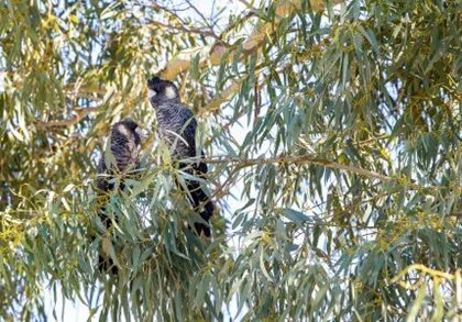 Native Flora and Fauna