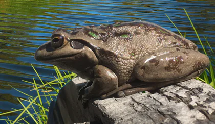Frog Forage (Ages 6+)