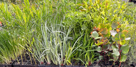 Native Plant Propogration