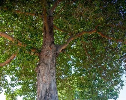Trees