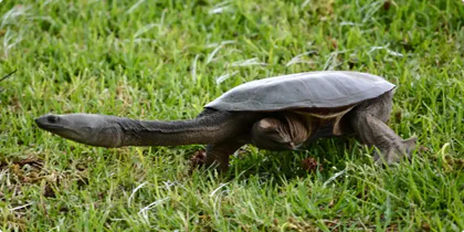 Turtle Tracker Training - City of Bayswater