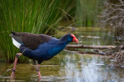 Wonderful Waterbirds (Ages 4 – 7) 