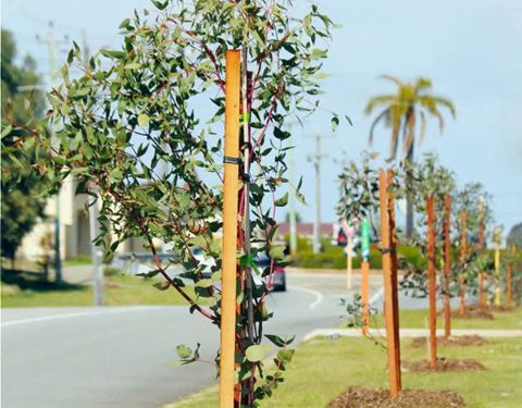 Choose your free street tree