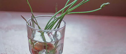 Growing Food From Waste