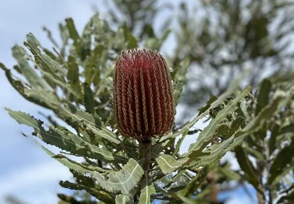 Community Planting Day at Pittaway Park (formerly Maxwell Reserve)