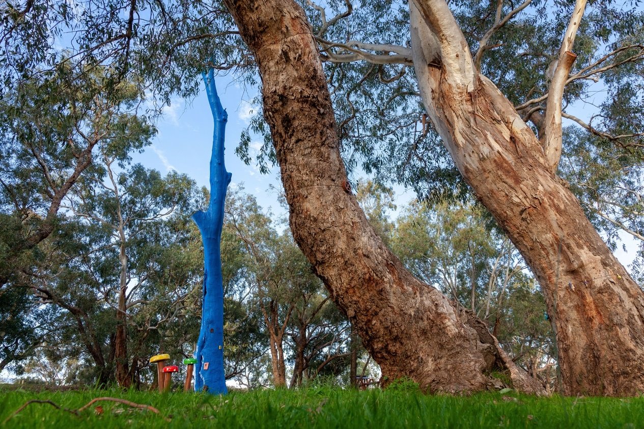 Blue tree at Claugton Reserve