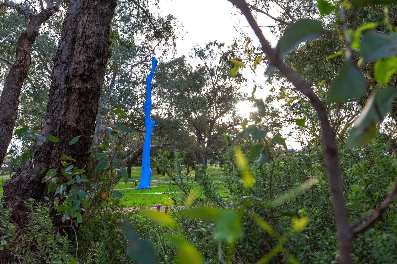 Blue tree at Claughton Reserve