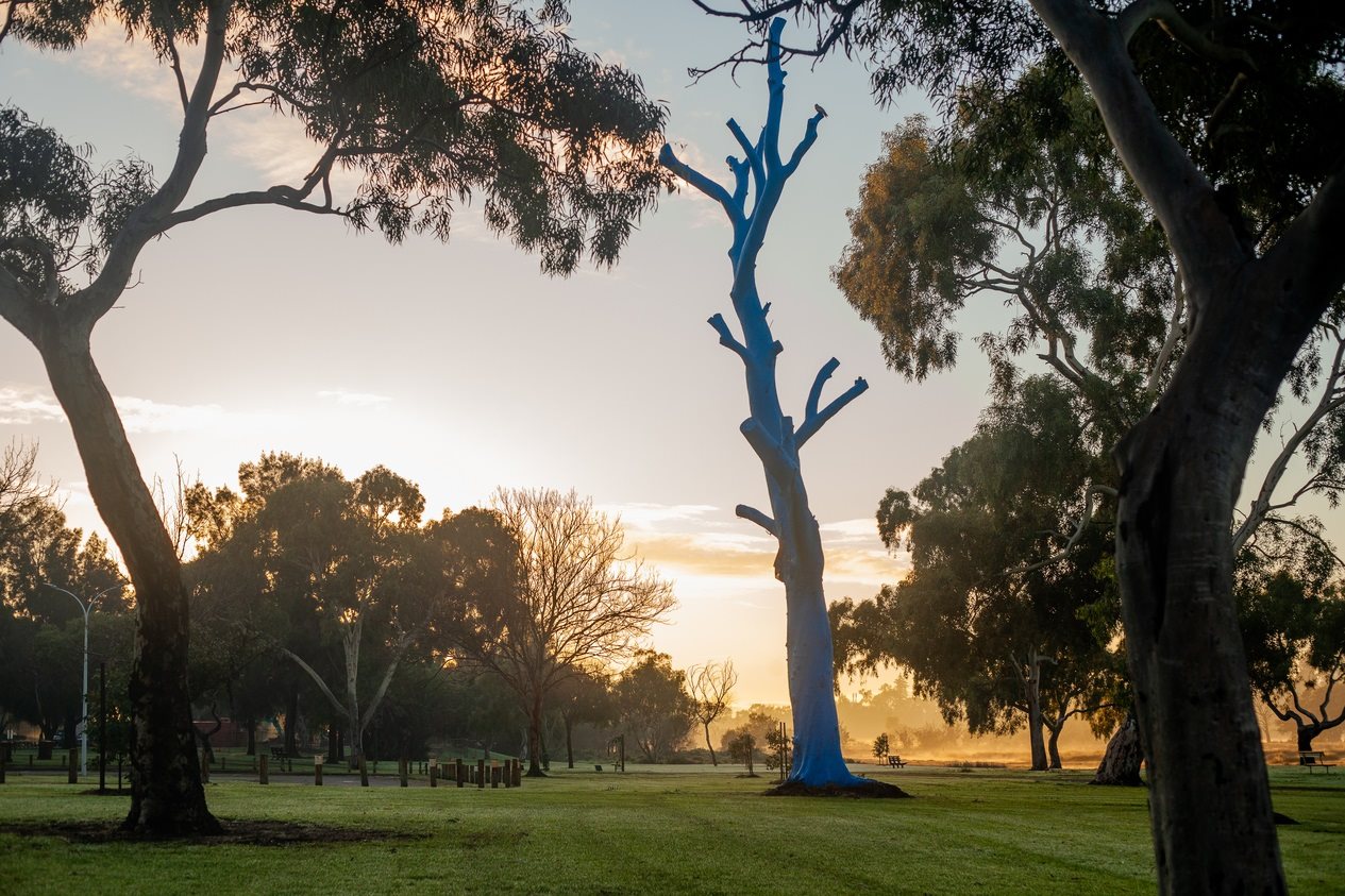 Blue tree at Maylands Foreshore