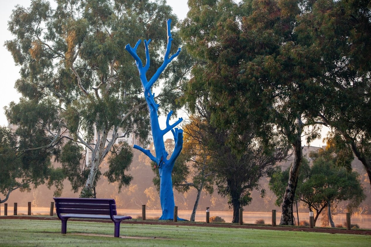Blue tree at Maylands Foreshore