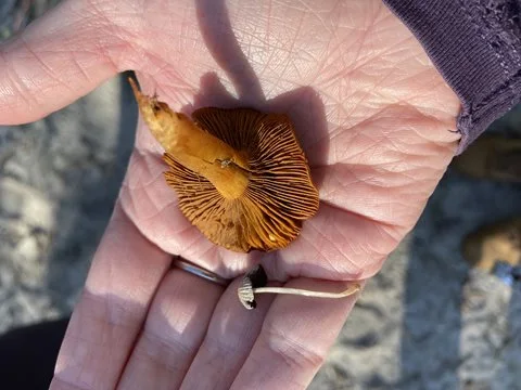 Fungi Walk at Lightning Swamp Bushland