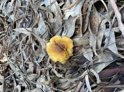 Fungi Walk