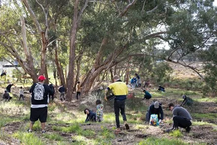 Community Planting Day at Maylands Samphires