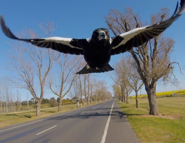 Swooping Magpie