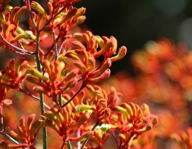 Kangaroo Paw