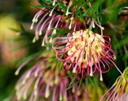Native Flora and Fauna - City of Bayswater Native Flora and Fauna - City of Bayswater