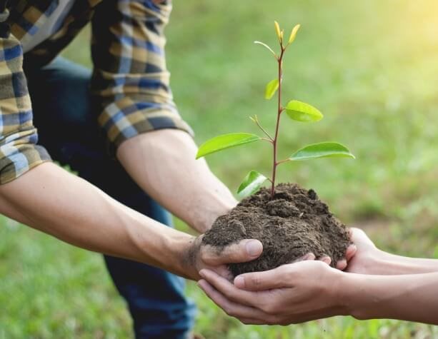 Street Tree Planting