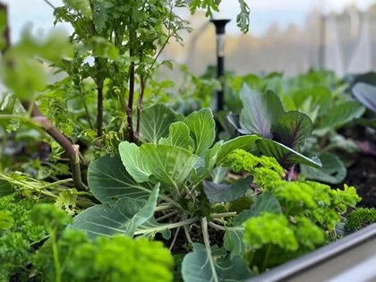 Heat Proofing Your Garden