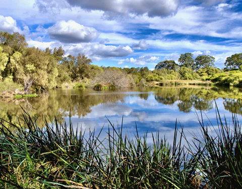 Wonderful Bayswater Wetlands