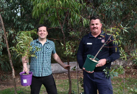 Free trees and tips to help residents grow leafier neighbourhoods