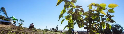 Native Flora and Fauna