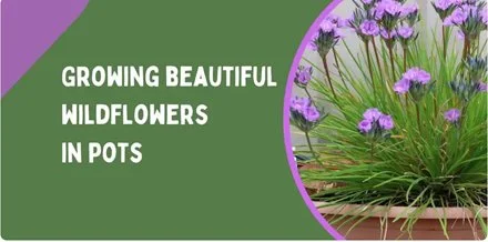 How to grow beautiful local wildflowers in pots