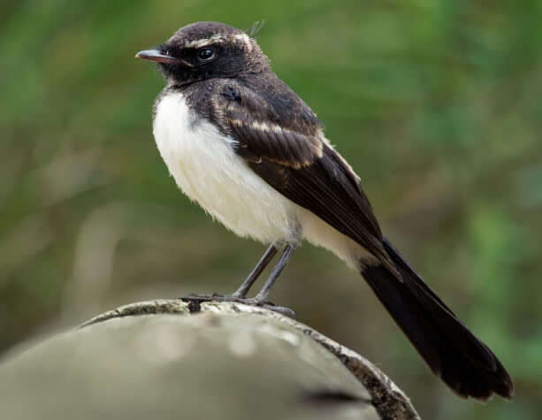 Native Willy Wag-tail