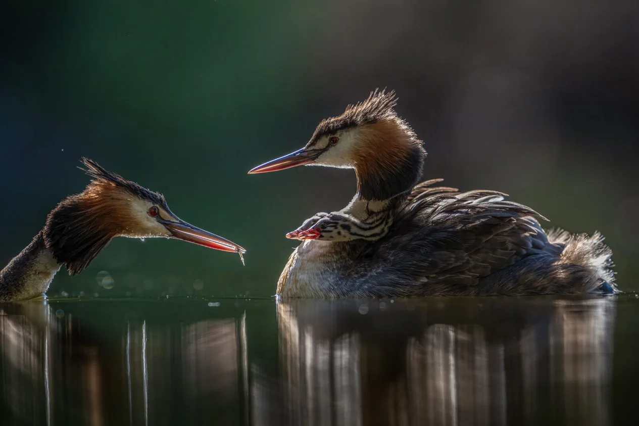 Photography Award - 'Parent of the Year' by Chinh Nguyen