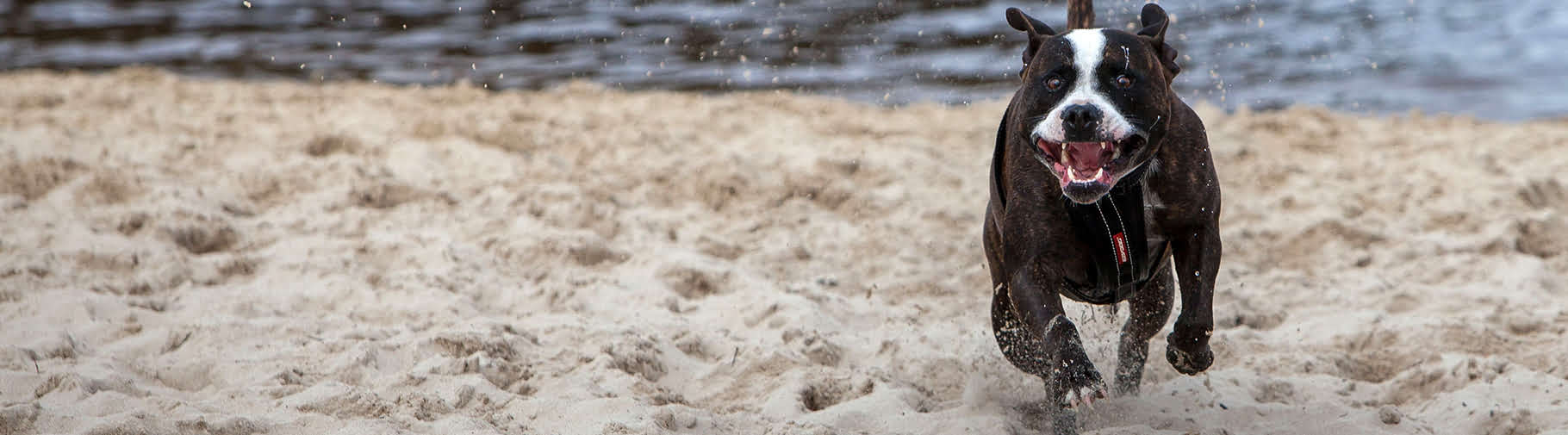 Dog Exercise Areas City Of Bayswater