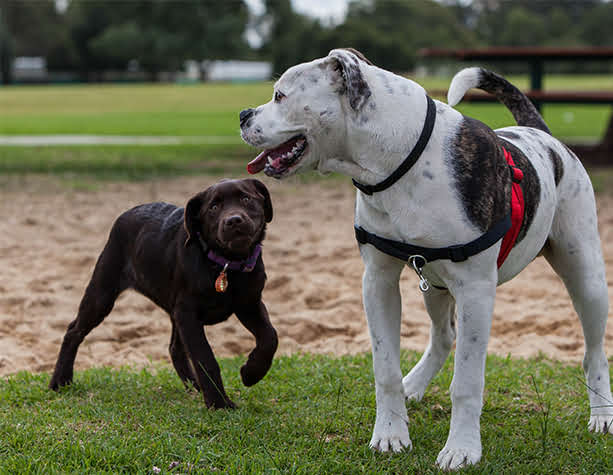 Dog Friendly Areas