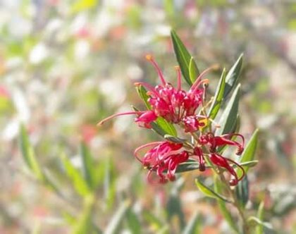 Plants and Gardens