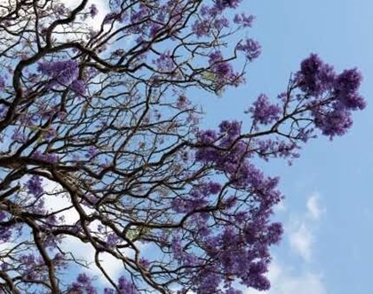 Trees on Private Property