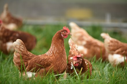 New local law to support backyard chickens and bees