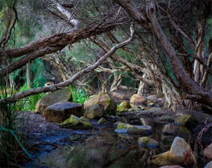 Our Natural Areas