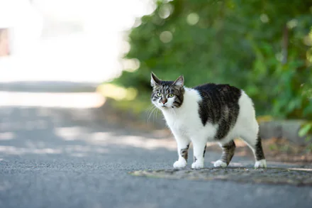 Cat Local Law amendment update