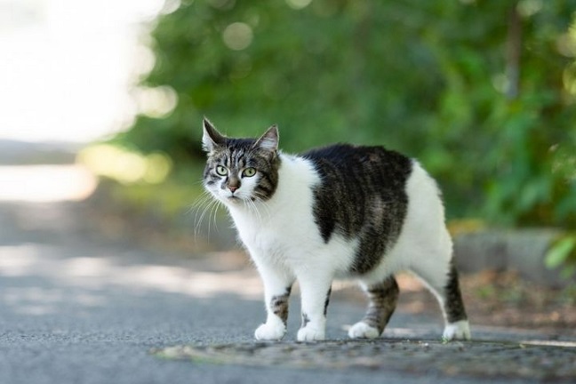 New Cat Local Law prohibits cats from 43 sites